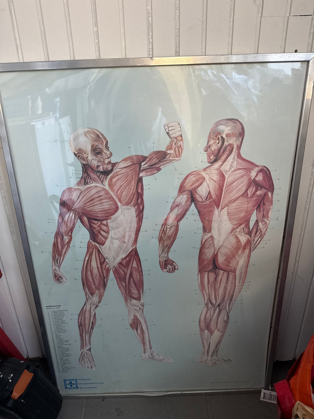 Vintage Anatomie Poster - Spieren van het Menselijk Lichaam, Ophalen, Beta, Gelezen, HBO
