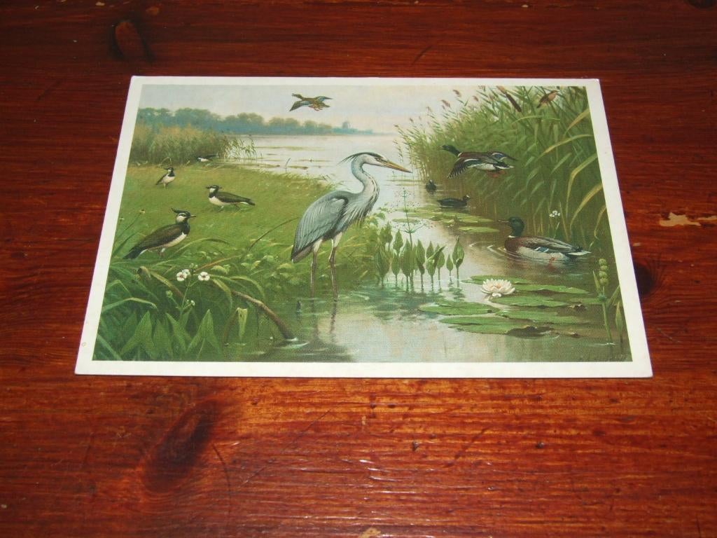 497- M.A. KOEKKOEK - VOGELS, Verzenden, 1980 tot heden, Gelopen, Vogel