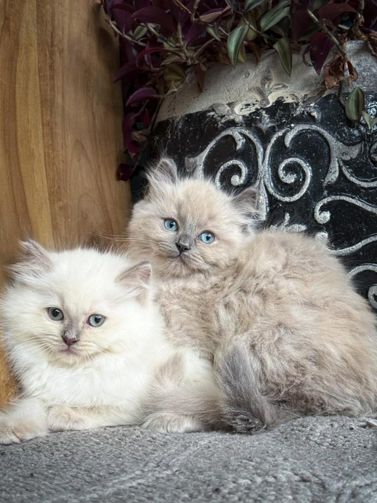 Ragdoll kittens blue mink & lilac mink, Meerdere dieren, Gechipt, 0 tot 2 jaar