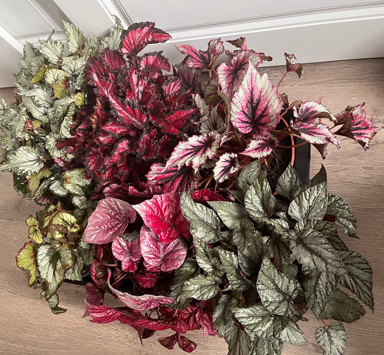 Begonia verzameling, Ophalen, Halfschaduw, Minder dan 100 cm