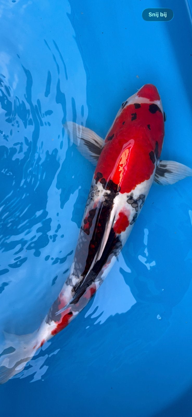 Prachtige showa - 50 cm - 2 jaar - kansuke, Karper of Koi