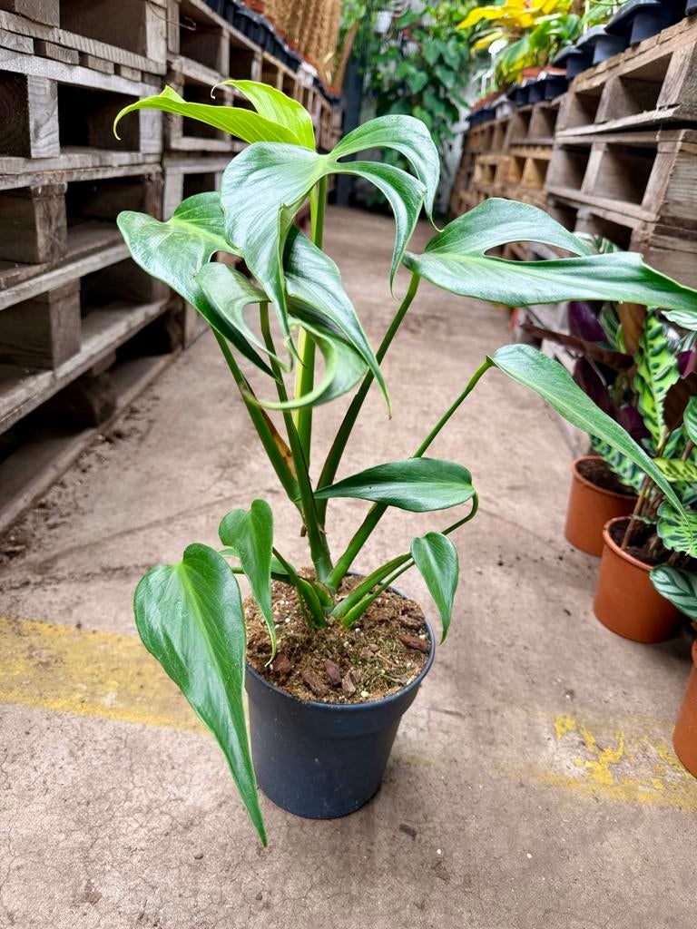 Monstera Burl Marx Flame, Huis en Inrichting, Kamerplanten, Overige soorten, Minder dan 100 cm, Groene kamerplant, Halfschaduw