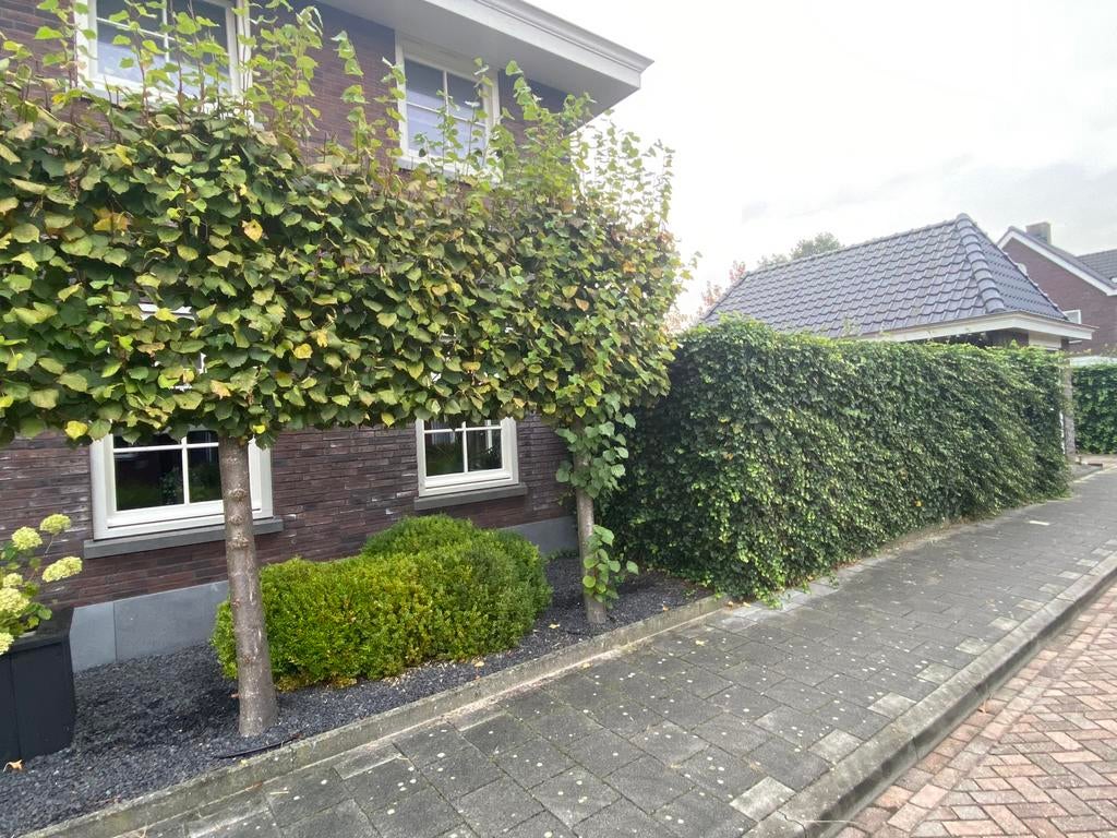 Tuinman Aangeboden/Gezocht, Tuinonderhoud of Snoeiwerk