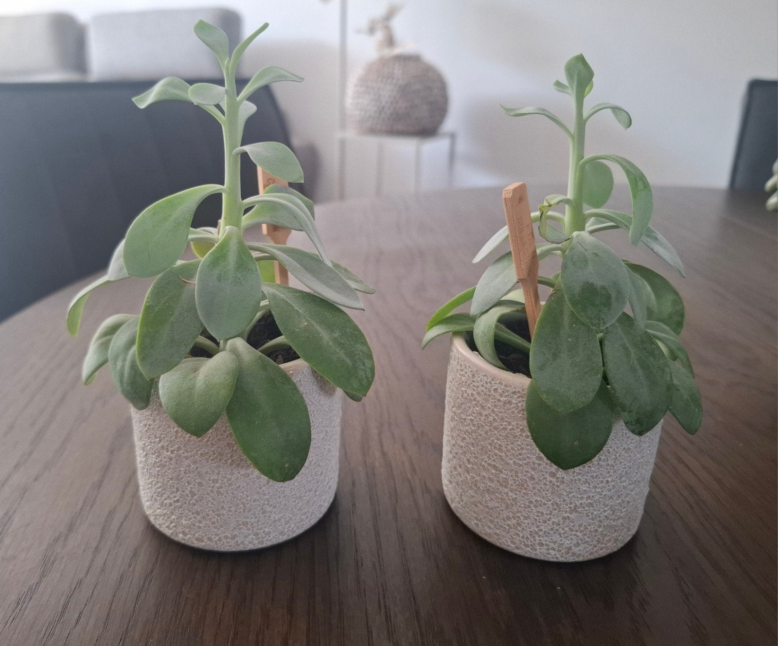 2x Senecio cephalophorus, kruiskruid in stenen potje, Vetplant, Ophalen of Verzenden, In pot, Minder dan 100 cm