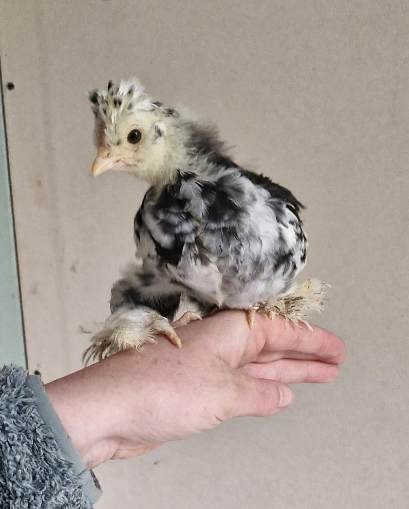 USA zijdehoen haantje gladveer mottled, Mannelijk, Kip