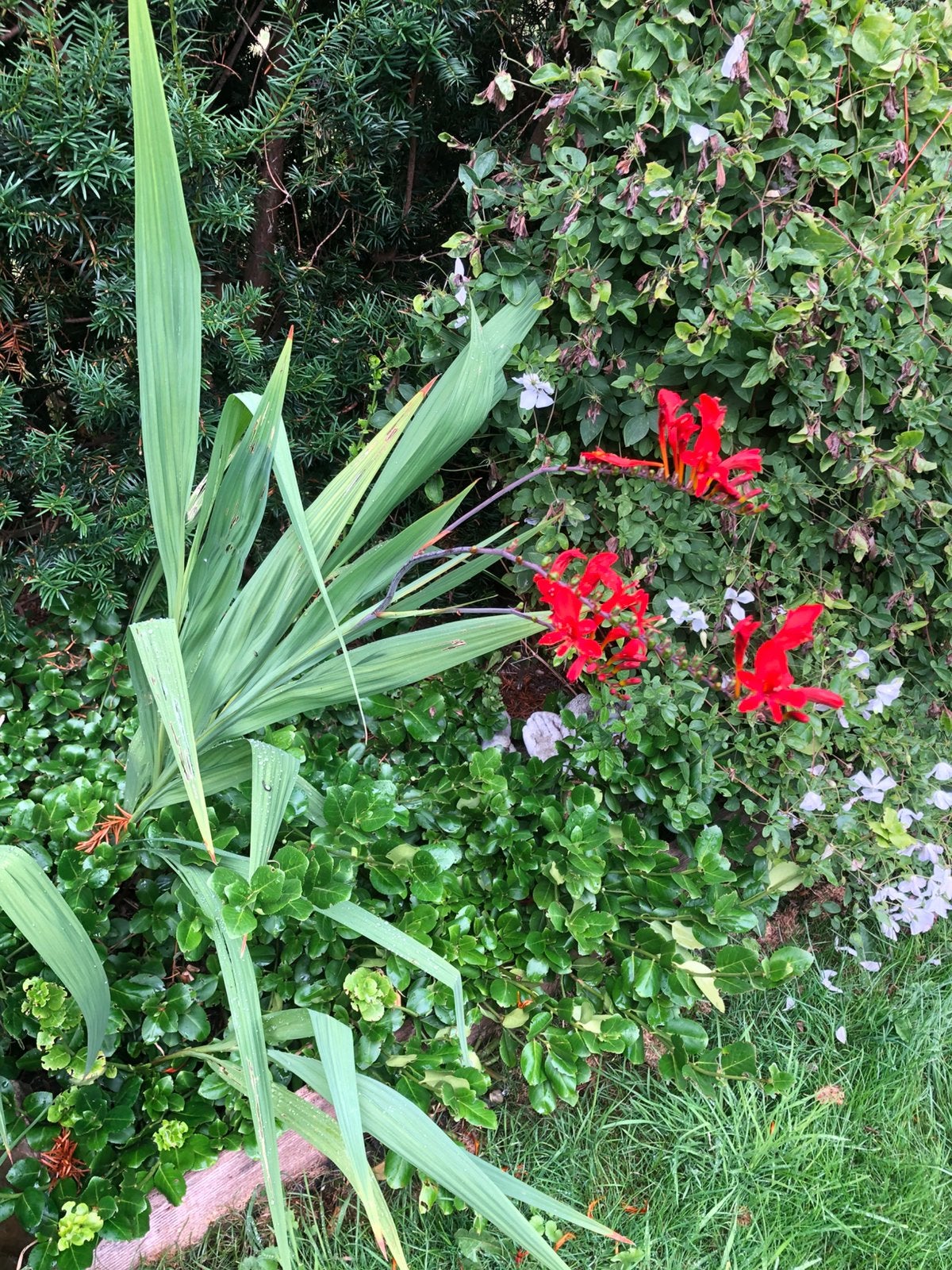 Crocosmia, Tuin en Terras, Ophalen, Overige soorten, Volle zon