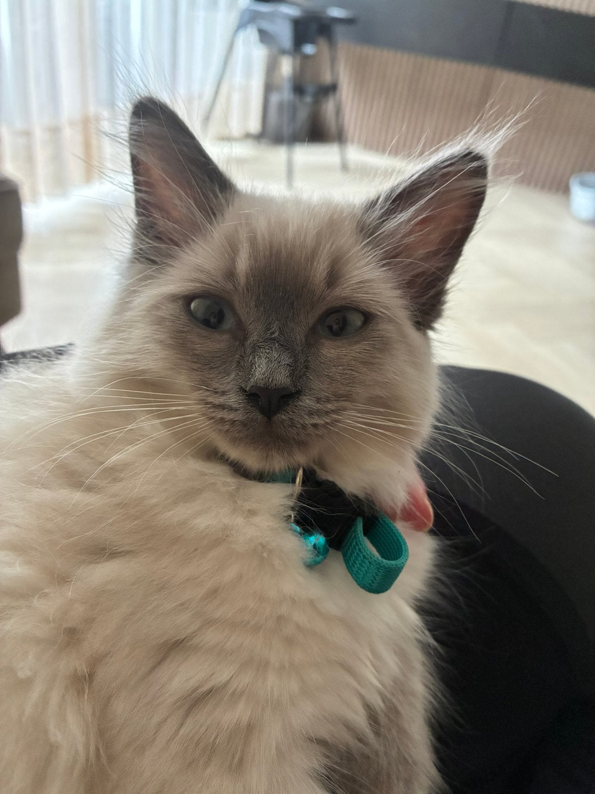 Ragdoll kitten katertje blue point, Dieren en Toebehoren, Katten en Kittens | Raskatten | Langhaar, Kater, Met stamboom, 0 tot 2 jaar