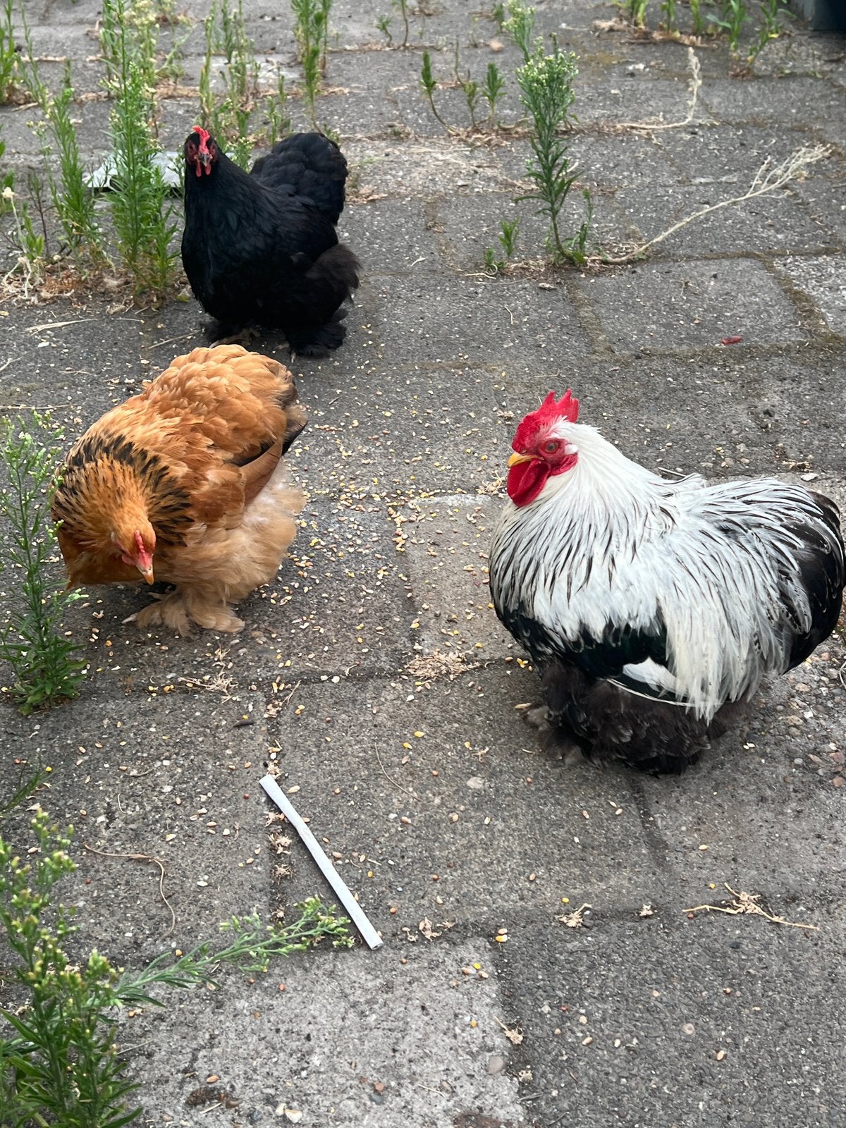 Haan en kippen, Dieren en Toebehoren, Meerdere dieren, Kip