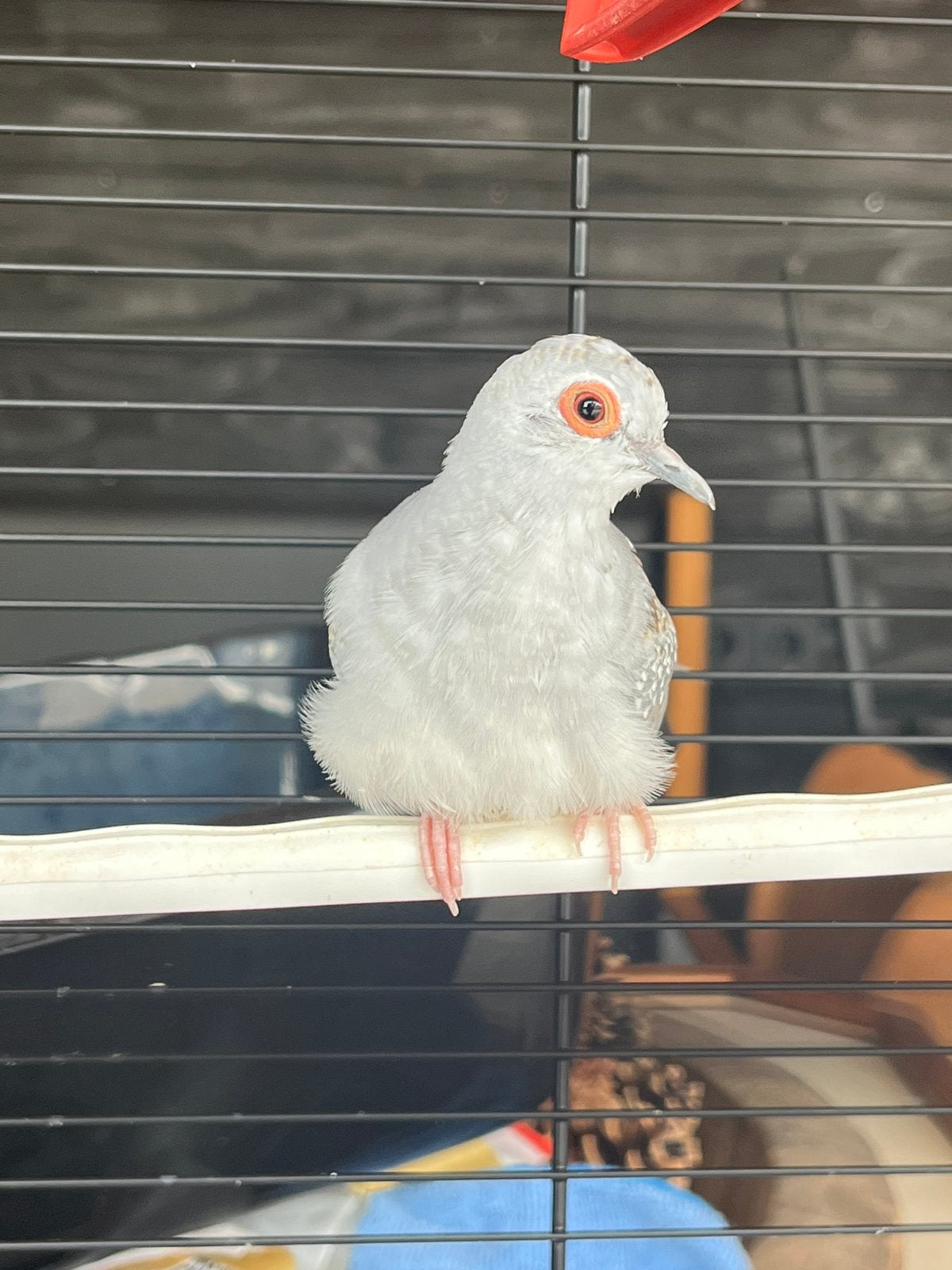 Jonge diamantduiven, Dieren en Toebehoren, Vogels | Duiven, Meerdere dieren