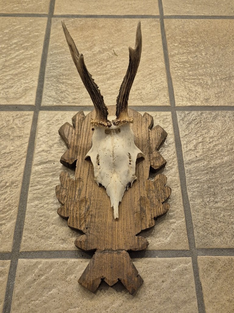 Ree gewei op mooi houten schild, Verzamelen, Dierenverzamelingen, Ophalen of Verzenden, Gebruikt, Hert, Gewei of Kop