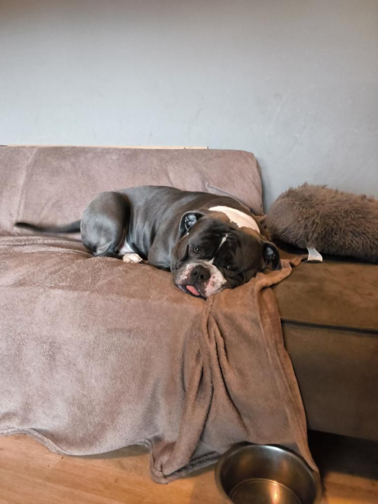 Amerikaanse bulldog, Reu, 1 tot 2 jaar, Bulldog, Eén hond