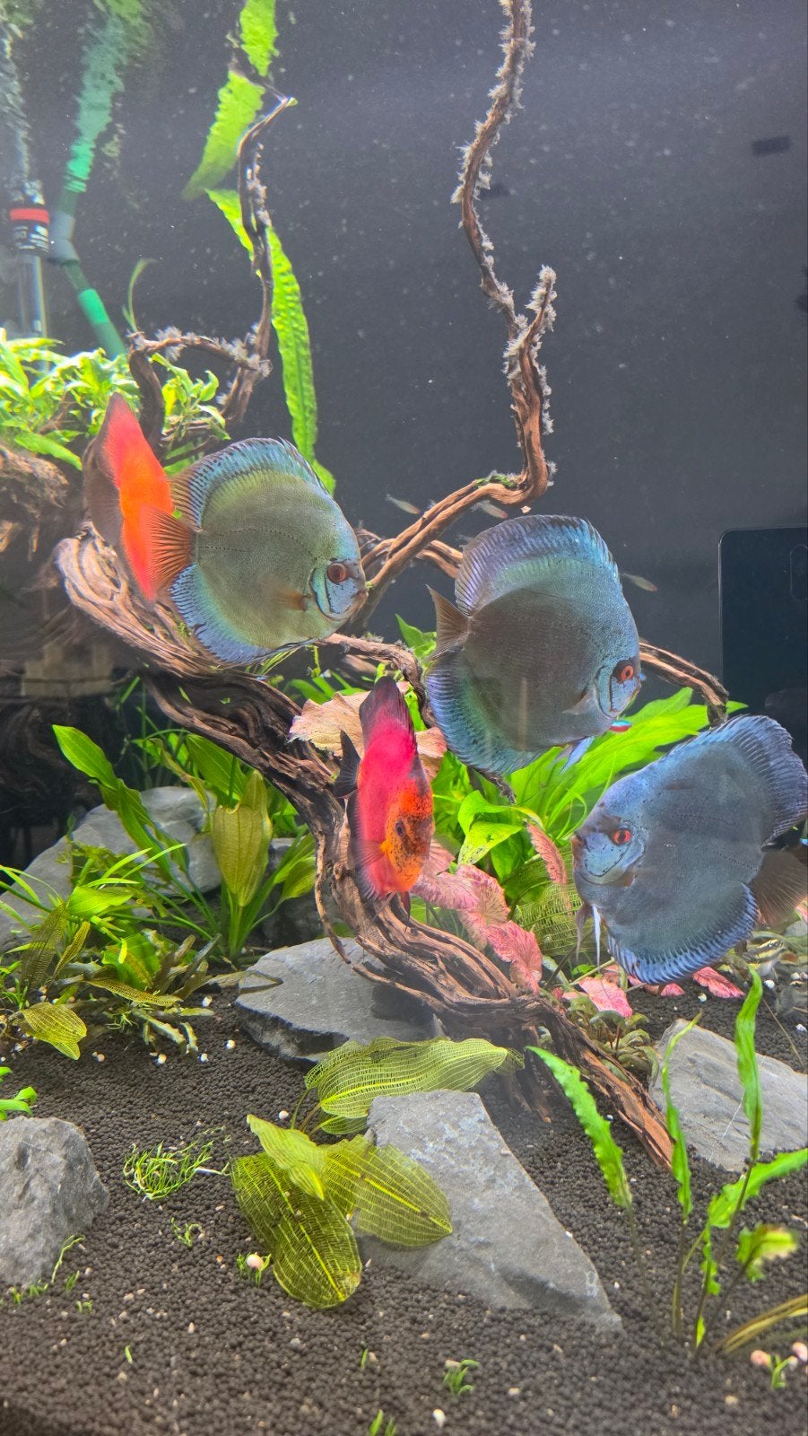 7 Discus vissen, Vis, Zoetwatervis