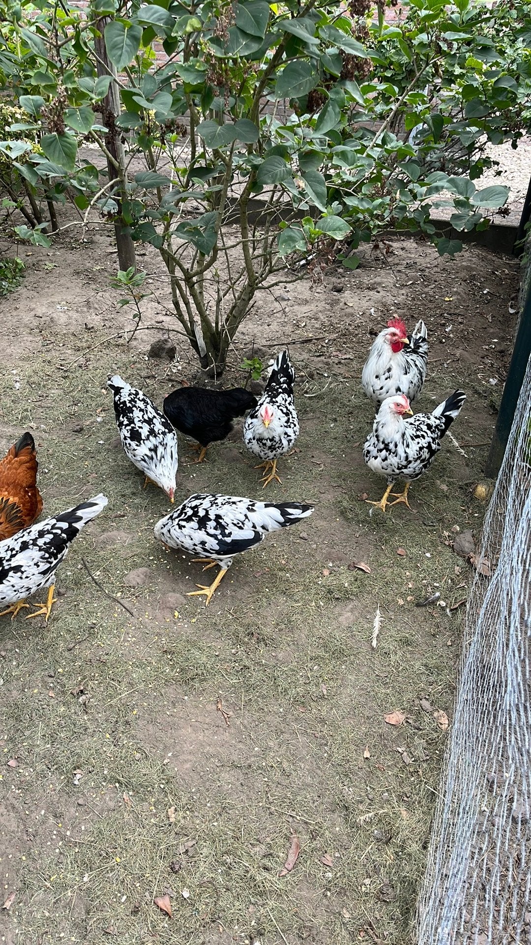 Trio Bonte leghorn, Meerdere dieren, Kip