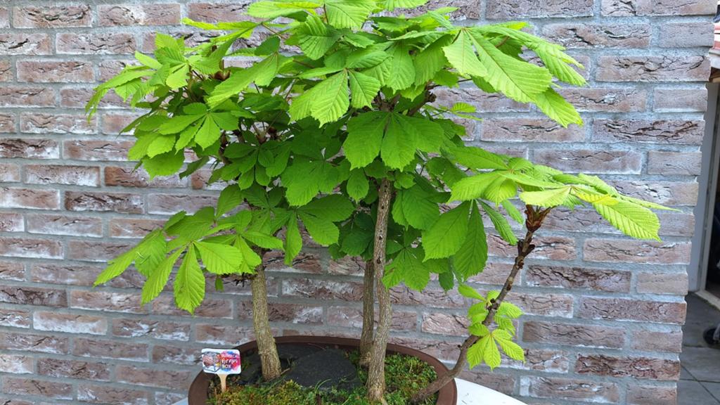 Originele Outdoor Bonsai Bos van Kastanjes - 60 cm hoog, Ophalen