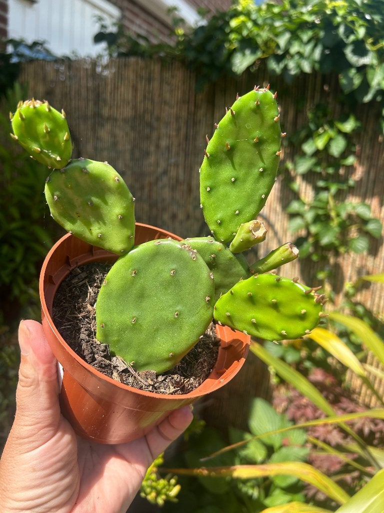 Opuntia Humifusa, Ophalen of Verzenden, Overige soorten, Volle zon