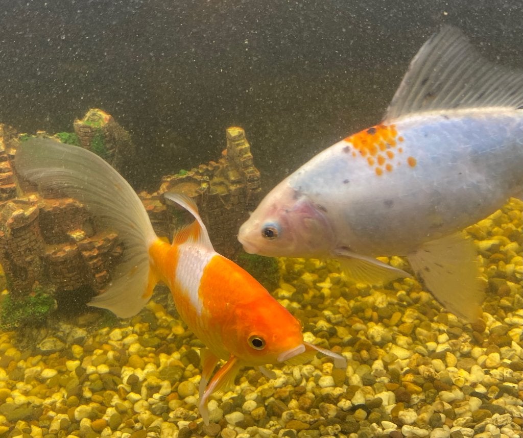 GRATIS 1 Sluiderstaart & 1 Goudvis Voor Aquarium Of Vijver, Dieren en Toebehoren, Ophalen, Overige typen