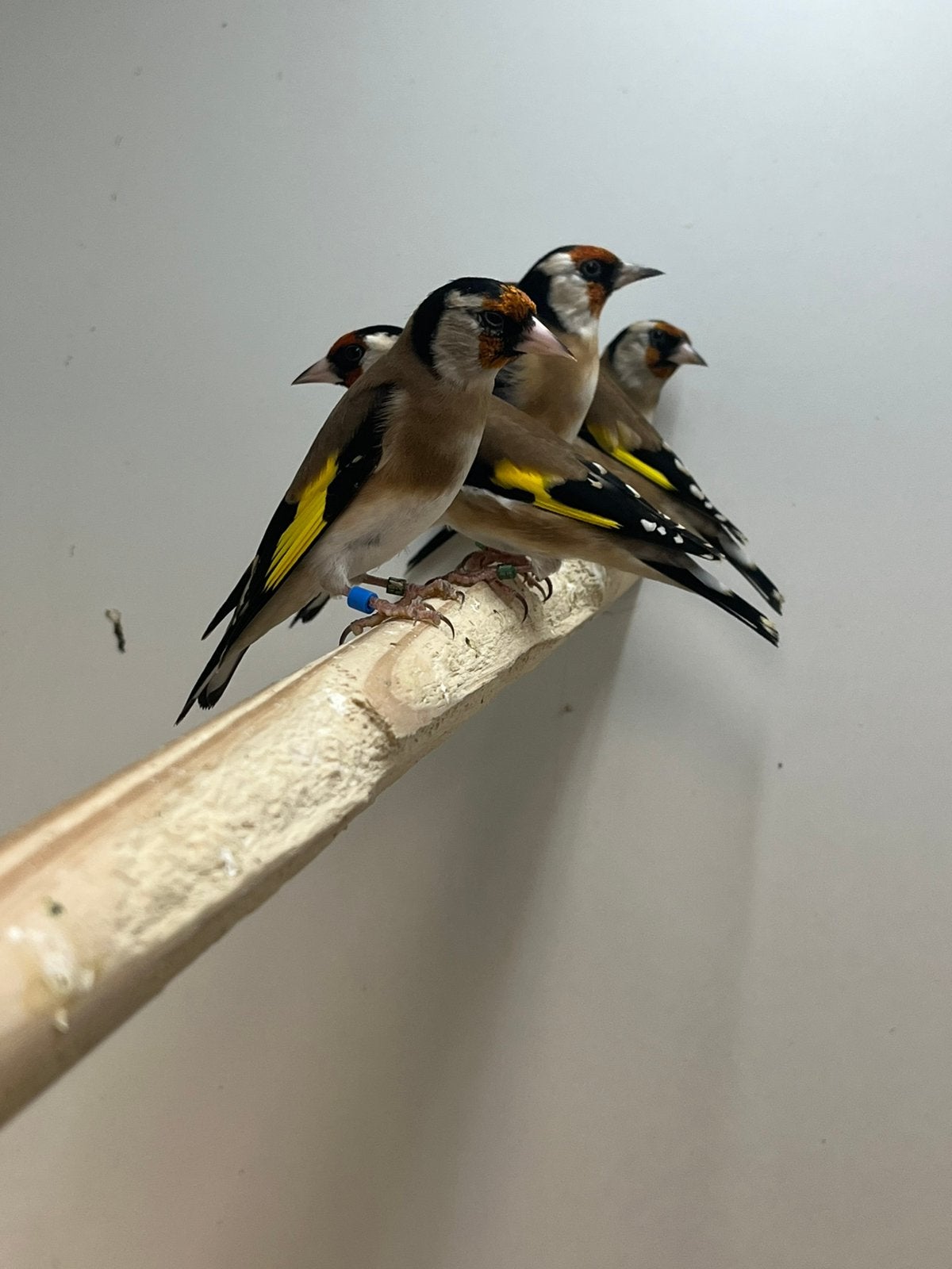 Kleine Parva putter mannen/poppen, Meerdere dieren, Wildzangvogel, Geringd
