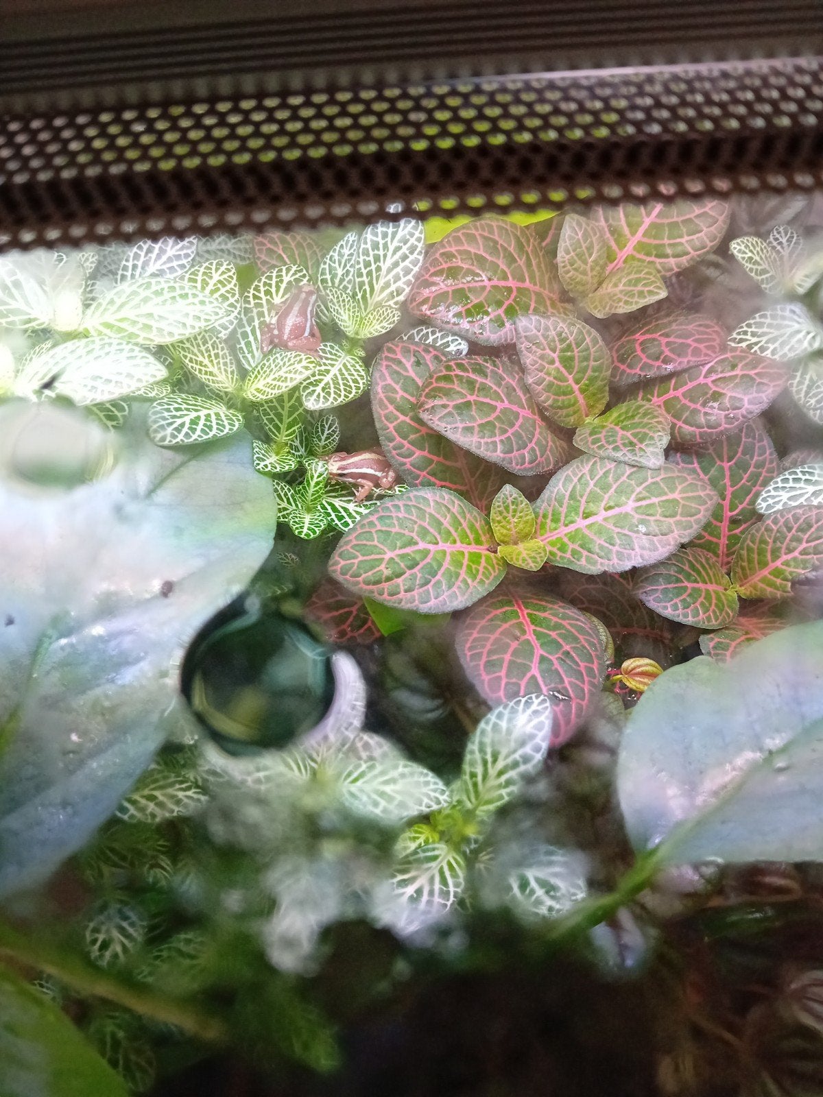 Tricolor kikkers 5 stuks met terrarium Frog - unknown for sale from Ben