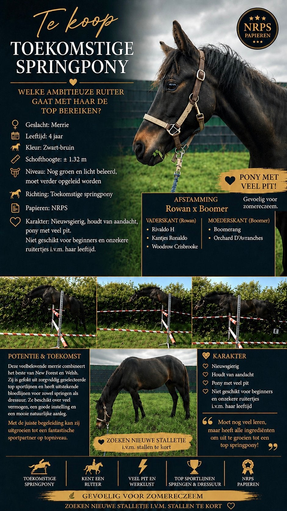 Talentvolle 4 jarige C pony, Dieren en Toebehoren, Pony's, Merrie, Met stamboom, Springpony, Zadelmak