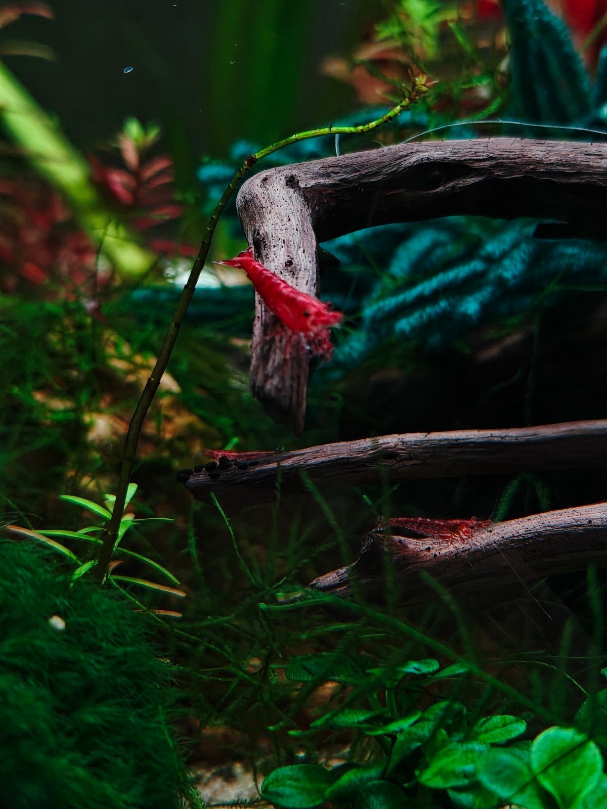 *kwantumkorting* kersen garnalen / cherry shrimp/neocaridina