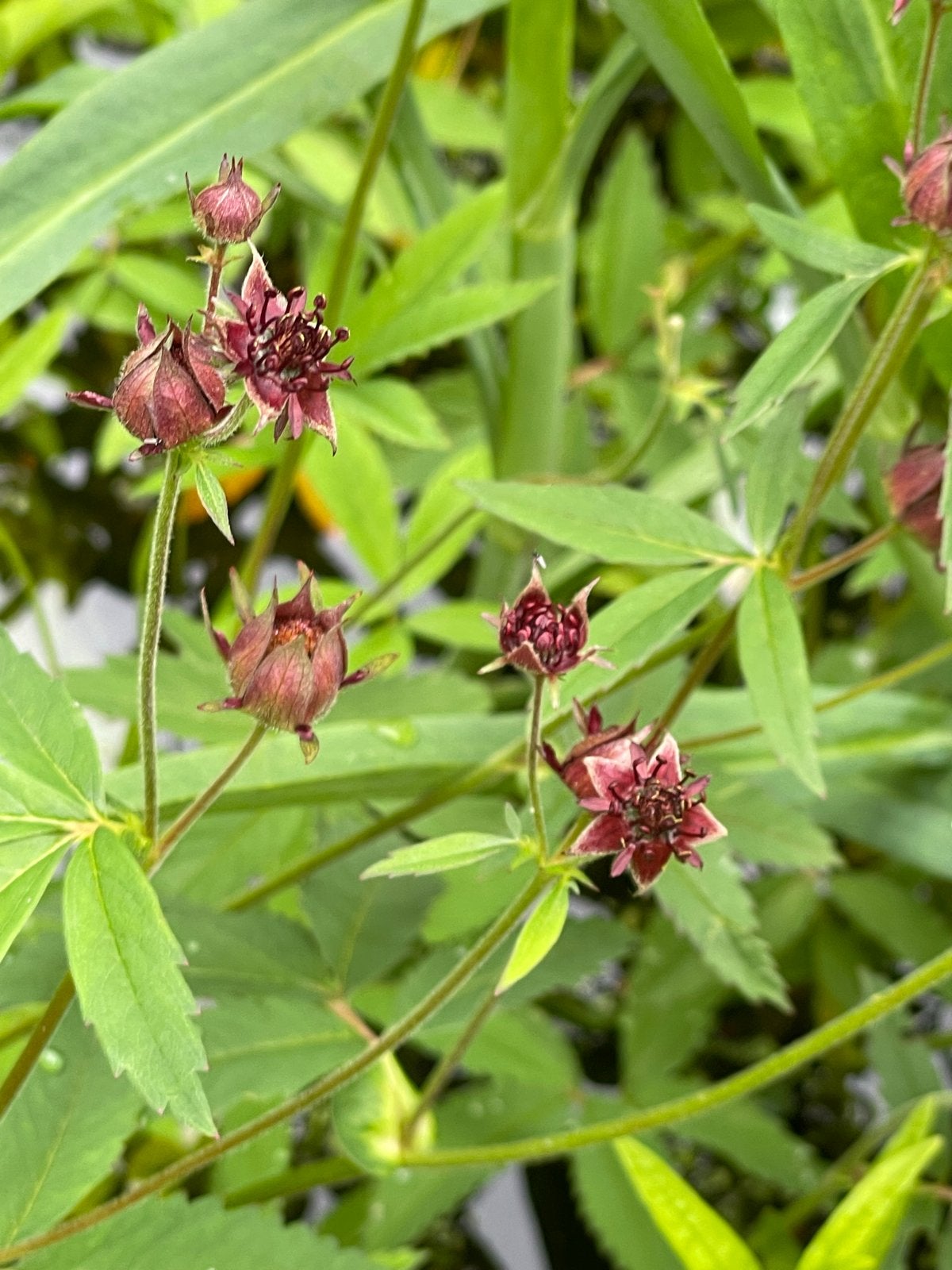 Diverse waterplanten voor vijver of waterpartij, Ophalen, Volle zon, Vaste plant, Zomer