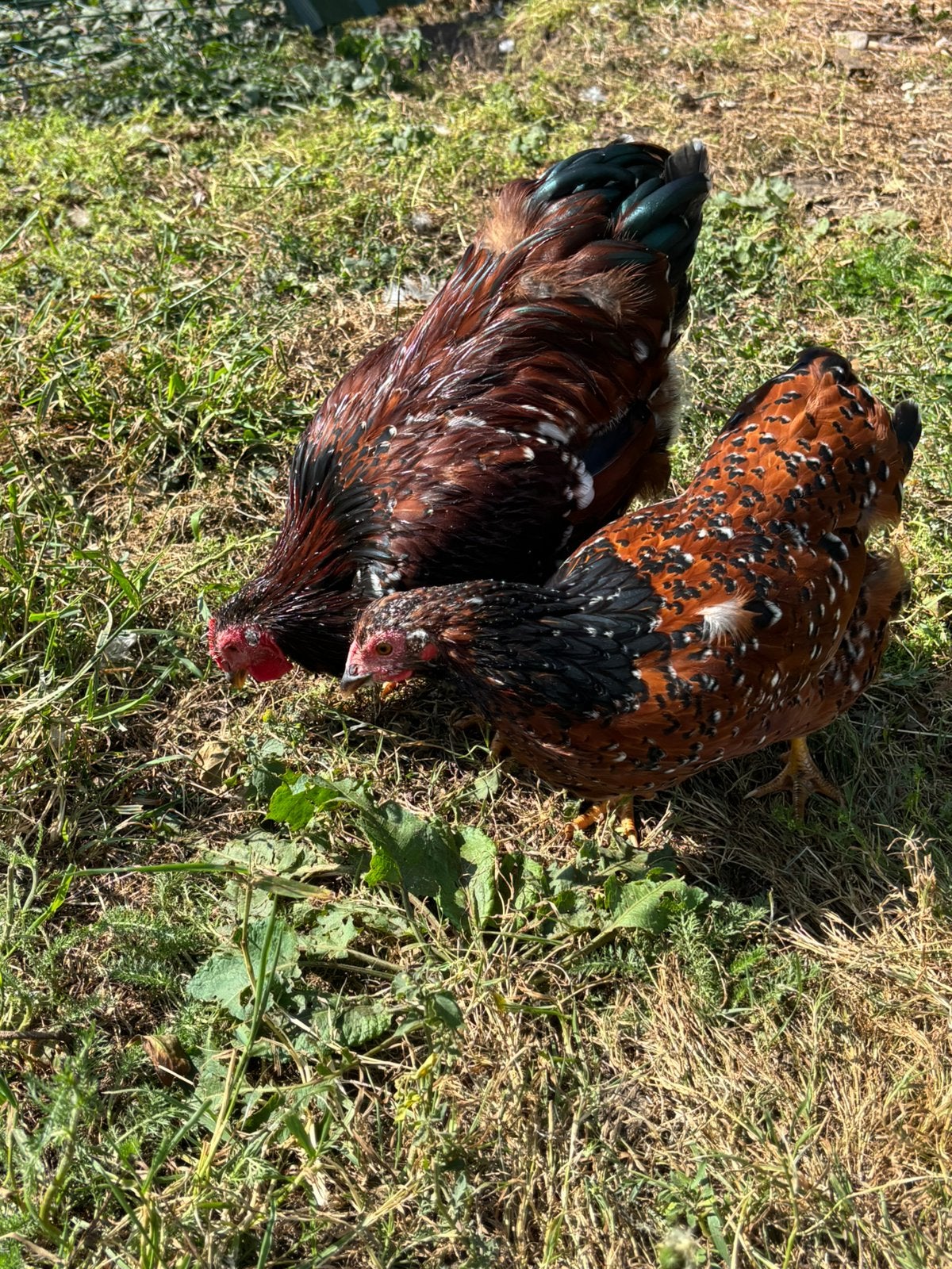 Wyandotte koppel Speckled Sussex (van april), Mannelijk, Kip