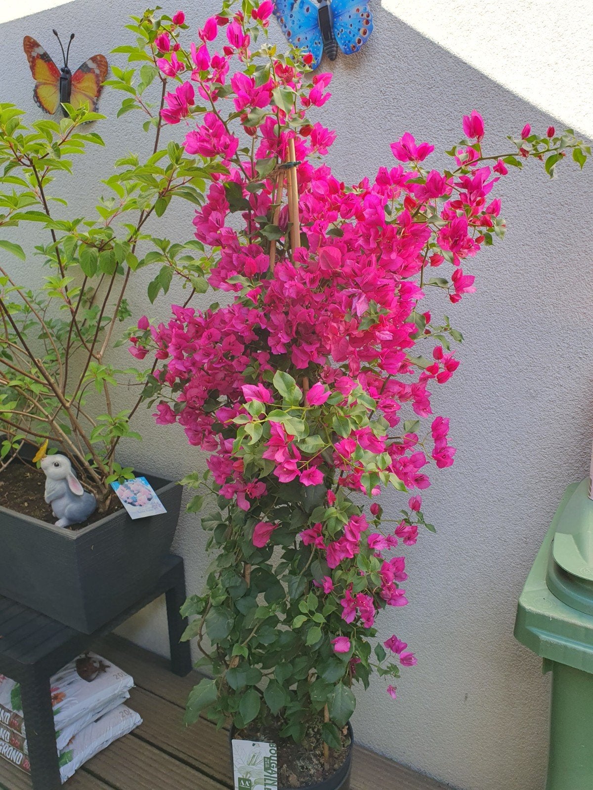 PRACHTIGE  BOUGAINVILLEA  170CM  HOOG, Ophalen, Overige soorten, Volle zon