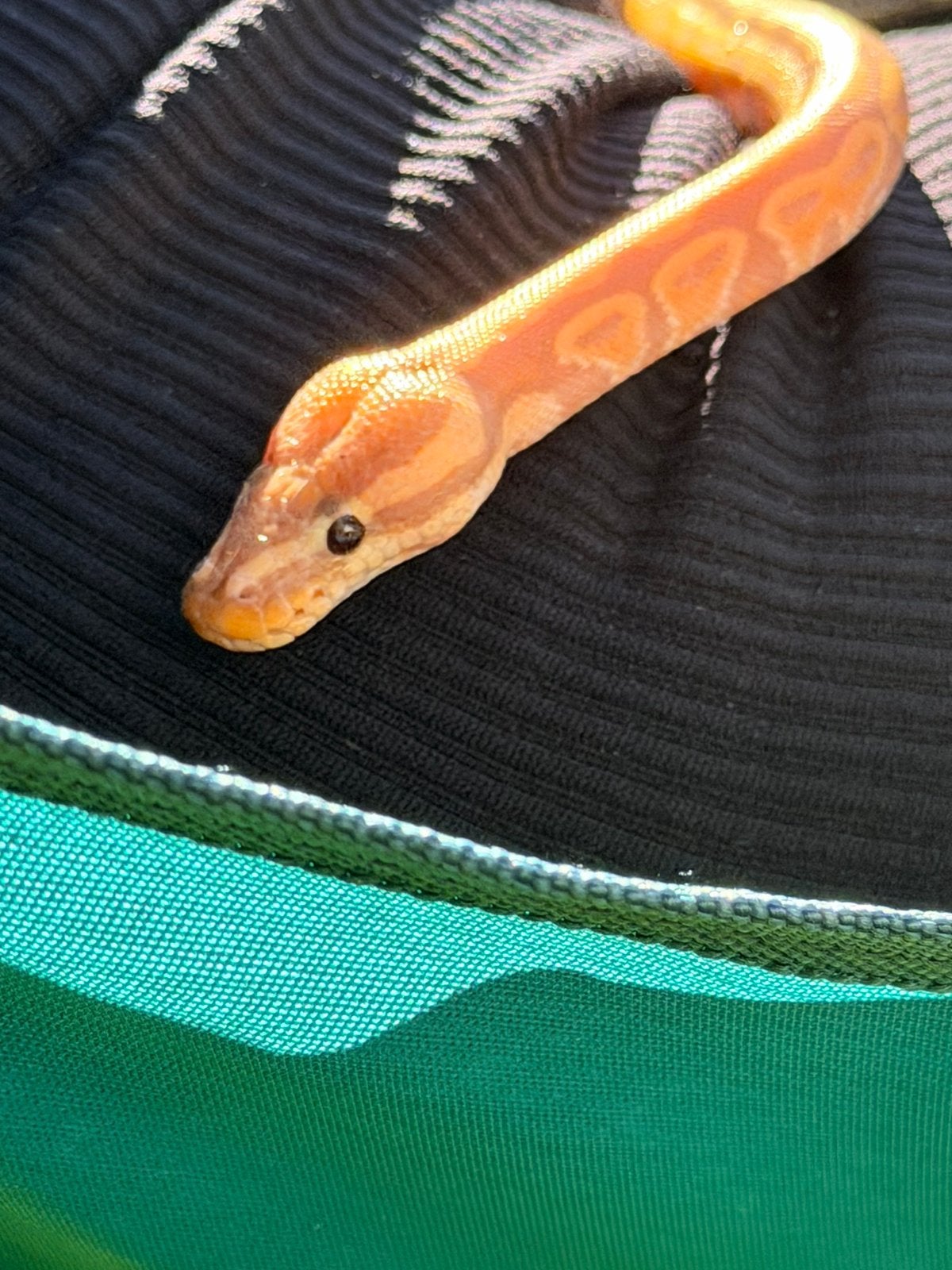 1.0 banana pastel ball python Ball Python photo 2