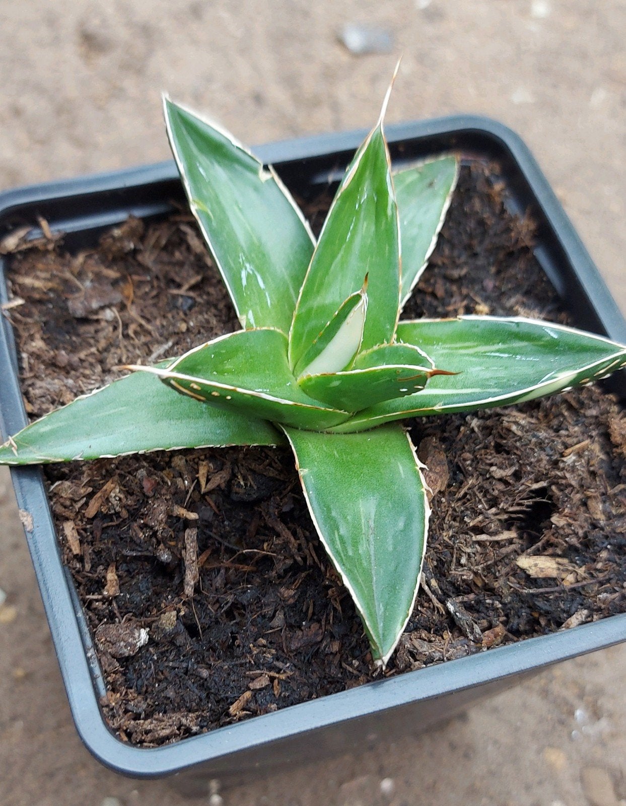 Agave Victoriae Reginae Striata bijzondere Agave, Tuin en Terras, Ophalen of Verzenden, Vaste plant, Overige soorten, Halfschaduw