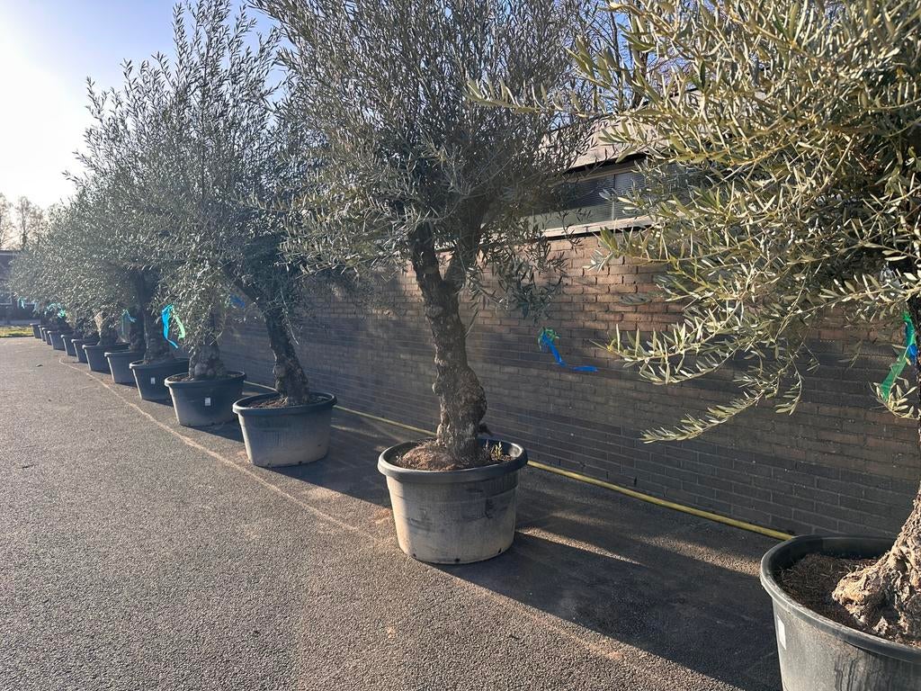 Olijfbomen Hojiblanca 250/300cm stam 60/90 170Lt pot, 100 tot 250 cm, Olijfboom, Zomer, Ophalen