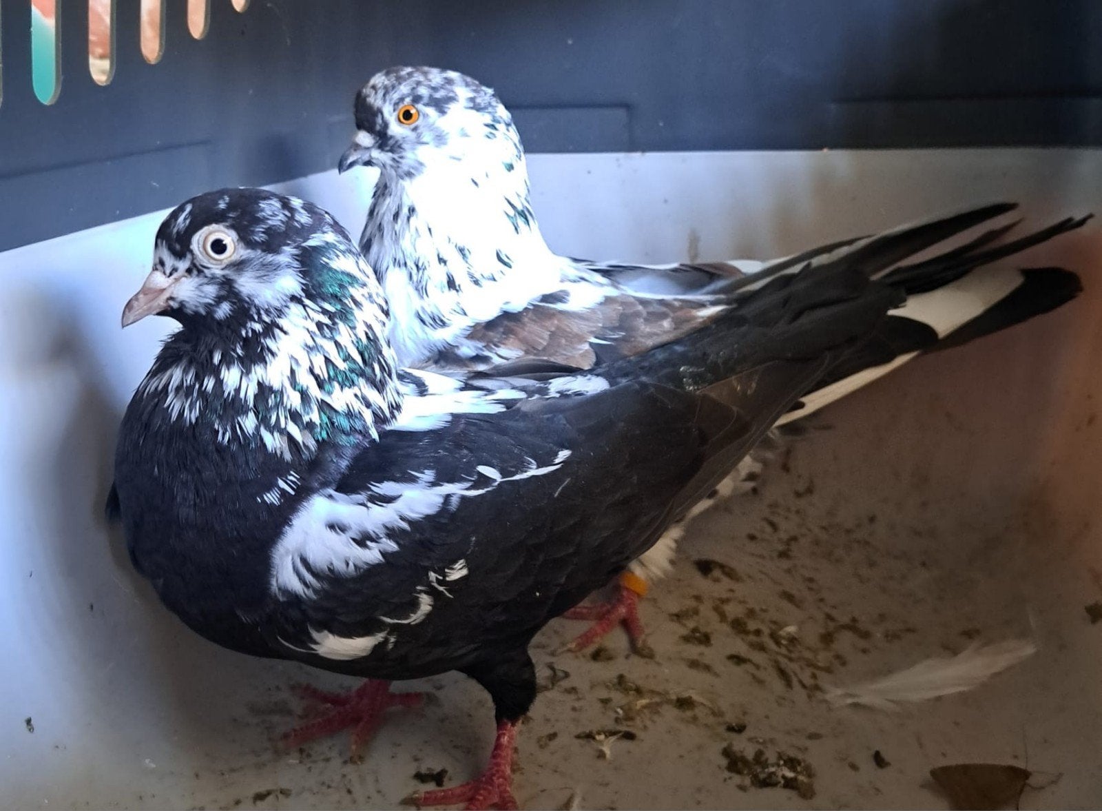 Mooi bont spannetjes duifjes zeer beste vliegers ., Meerdere dieren, Tuimelaar of Roller
