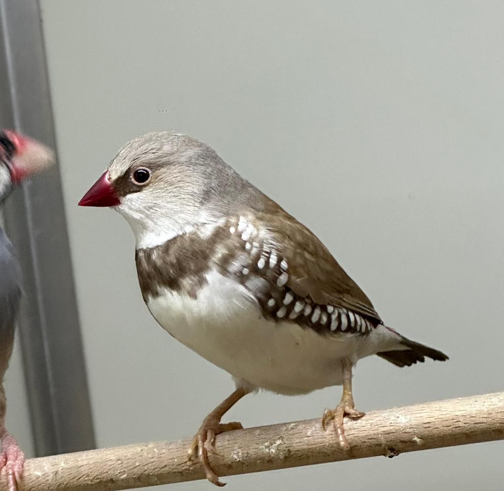 Diamantvink, Meerdere dieren