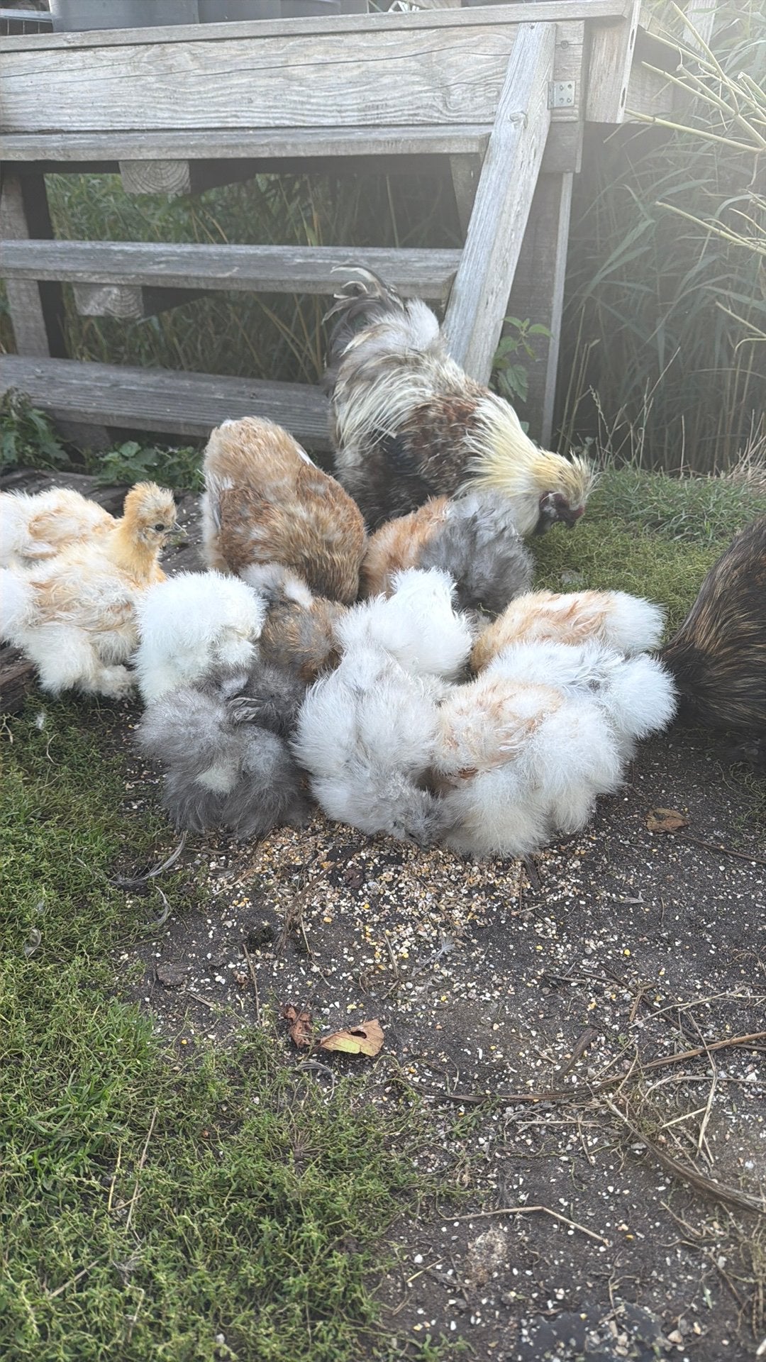 Jonge zijdehoenders tekoop, Dieren en Toebehoren, Pluimvee, Geslacht onbekend, Kip