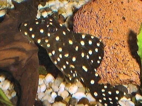 L nummers Withe spot Orange spot, bijzondere algeneters, Dieren en Toebehoren, Vis