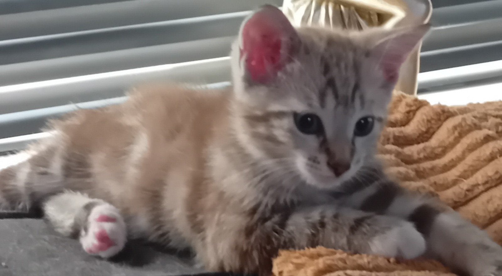 Ragdol-Bengaal  kittens  Direct huis verlaten€150, Dieren en Toebehoren, Poes, Ontwormd, 0 tot 2 jaar