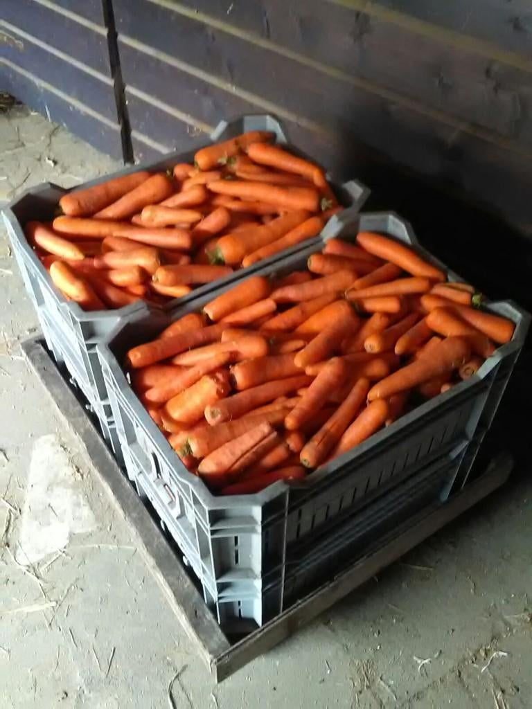 Gewassen winterwortels wortels grote balen hooi voor paarden, Ophalen of Verzenden, Vee