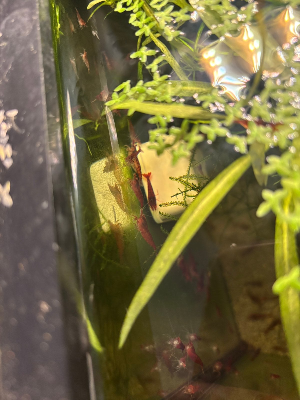 rode garnalen, Dieren en Toebehoren, Vissen | Aquariumvissen, Kreeft, Krab of Garnaal
