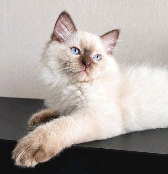 Prachtige Ragdoll kittens zoeken een liefdevol thuis, Dieren en Toebehoren, Katten en Kittens | Raskatten | Langhaar, Meerdere dieren