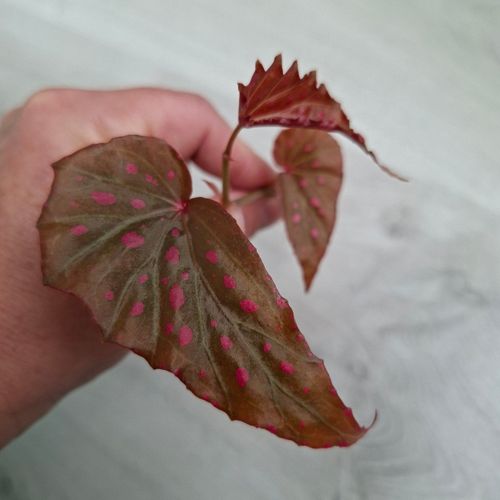Begonia Negrosensis x Malachosticta stek, Huis en Inrichting, Kamerplanten, Ophalen of Verzenden, Halfschaduw, Minder dan 100 cm
