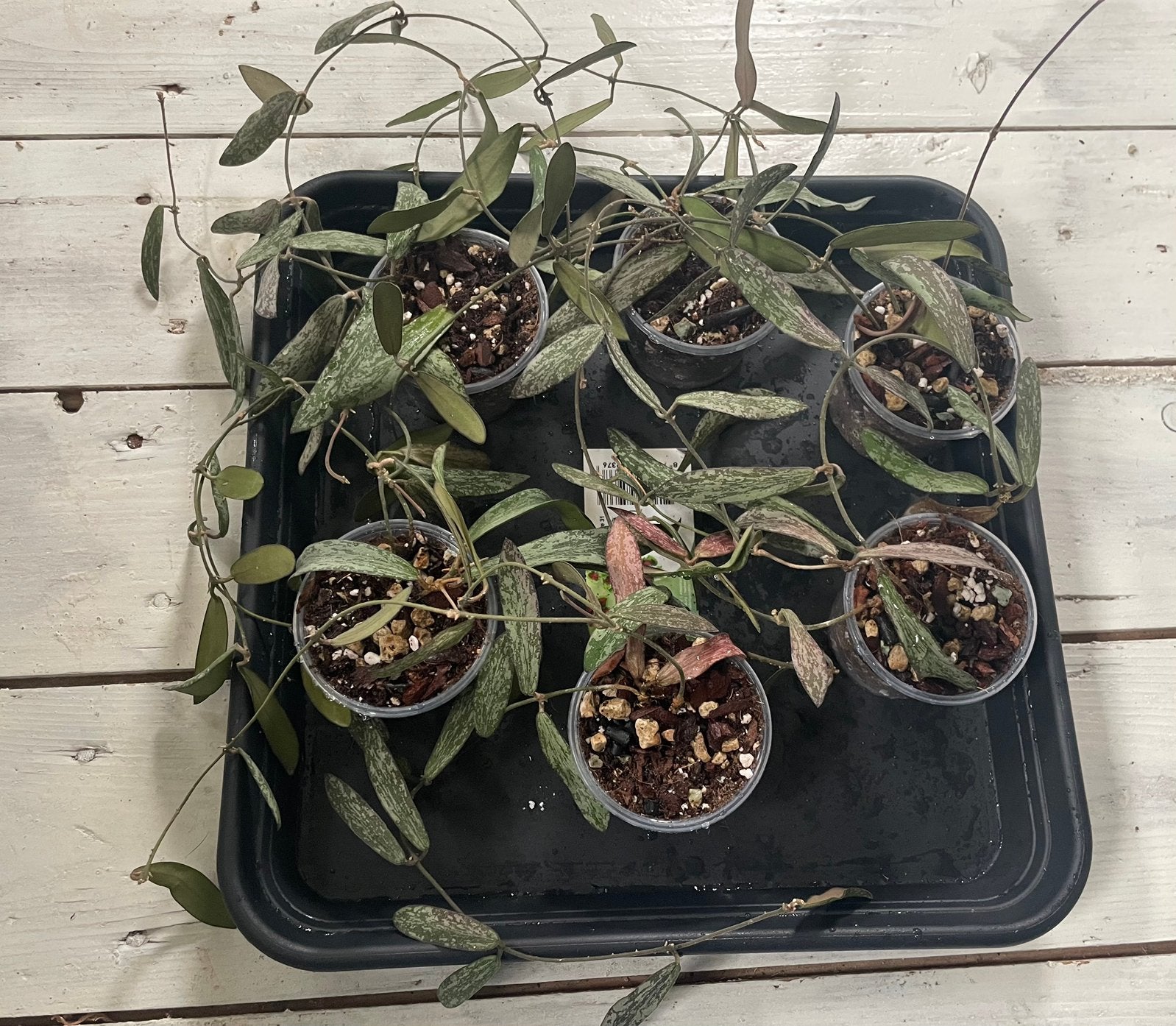 Hoya sigillatis, Ophalen of Verzenden, Halfschaduw, Minder dan 100 cm
