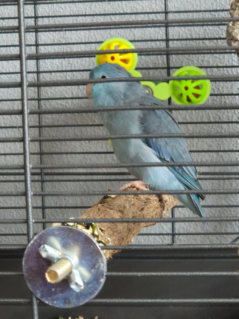 Mooie blauwe Forpus pop, Vrouwelijk, Dwergpapegaai of Agapornis