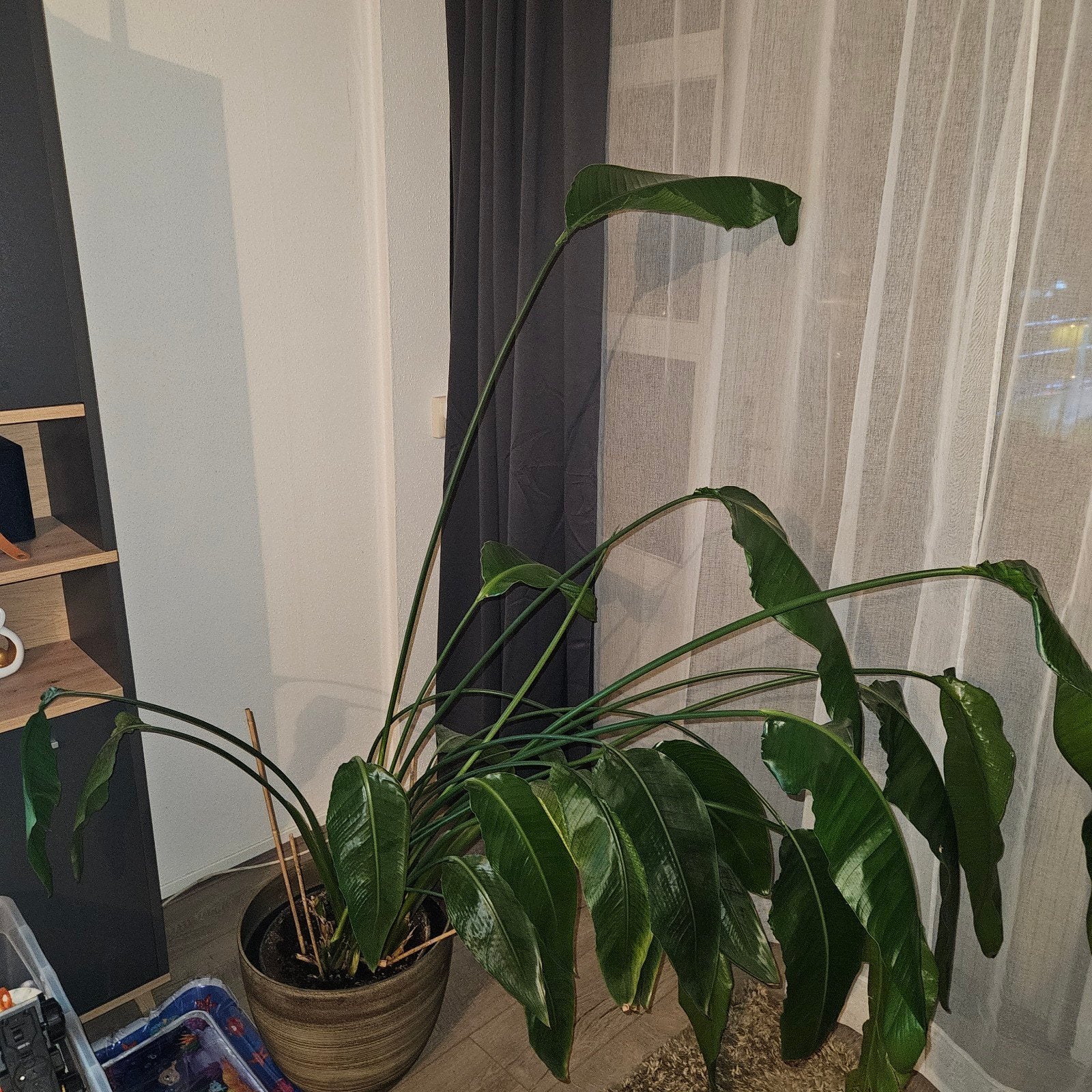 Grote bananenplant in volle bloei, Ophalen, Overige soorten, Halfschaduw, Bloeiende kamerplant
