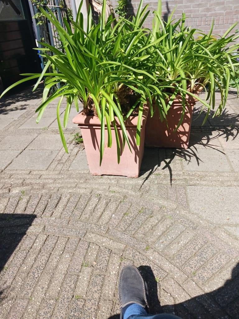Grote terracotta potten met Agapanthus planten, Tuin en Terras, Bloembakken en Plantenbakken, Overige materialen, Gebruikt, Vierkant