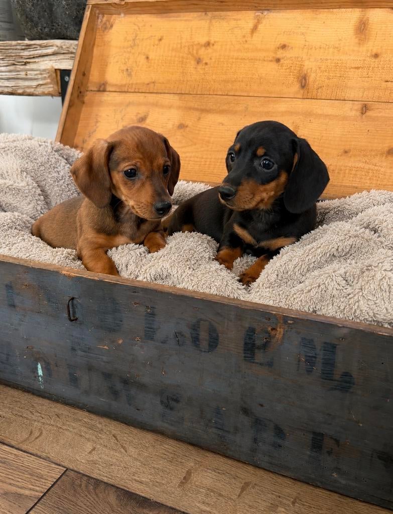 Super lieve sociale teckel pups!, Dieren en Toebehoren, Honden | Teckels en Dashonden, 8 tot 15 weken, Korthaar, Meerdere, Meerdere dieren