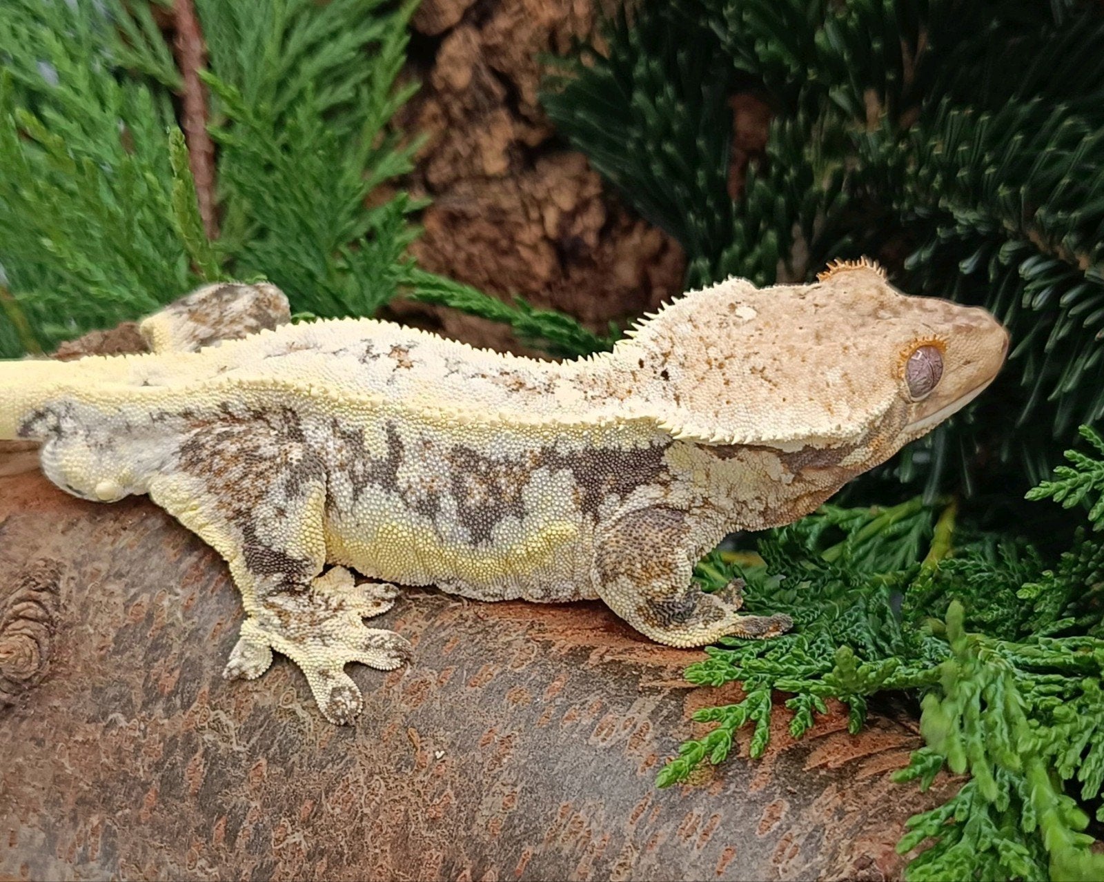 Wimpergekko man Lillywhite, Hagedis