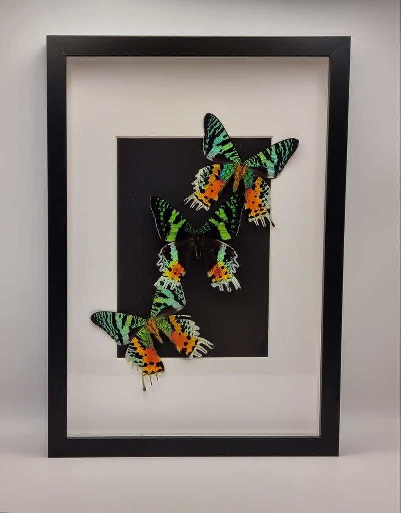 Prachtig ingelijste vlinders (sunset moth) - 23x32cm, Ophalen of Verzenden