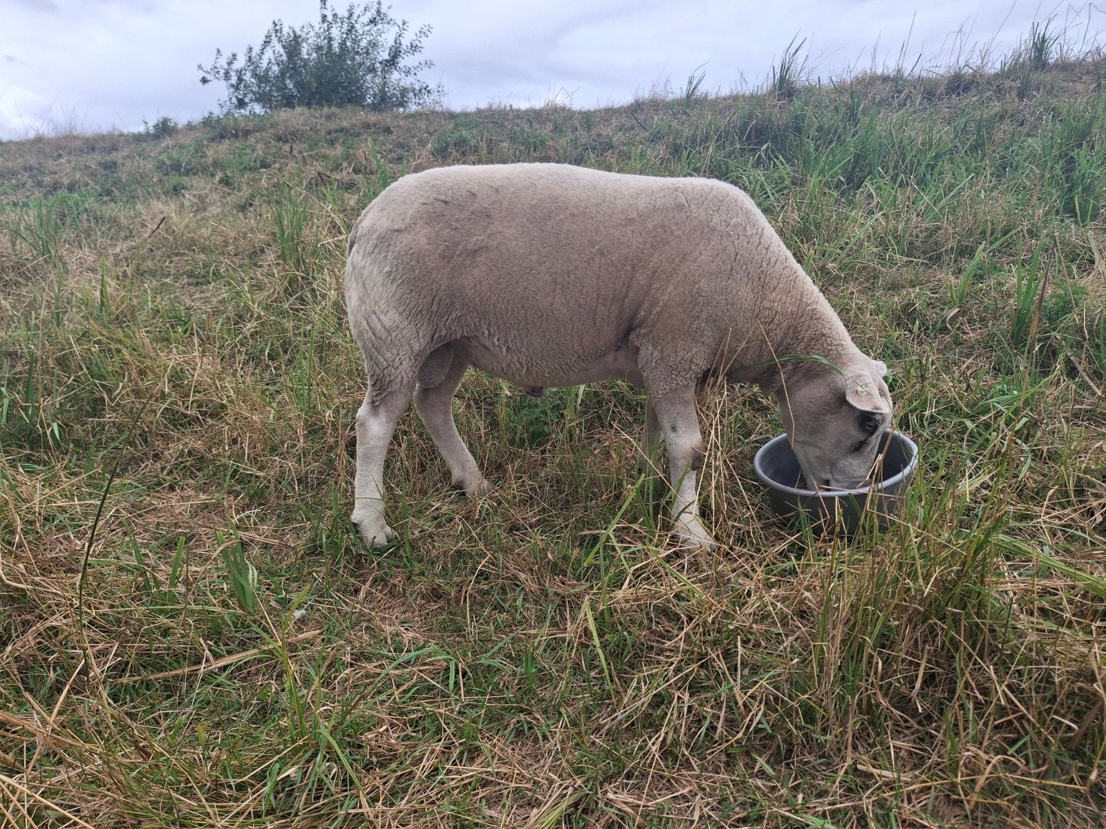 Te koop Engelse Texelaar ram, Dieren en Toebehoren, Mannelijk, Schaap