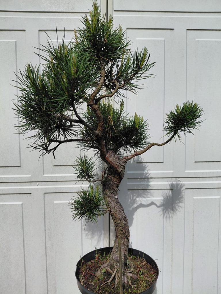 Bonsai starter Pinus sylvestris., Ophalen, Bloeit niet, Halfschaduw, Overige soorten