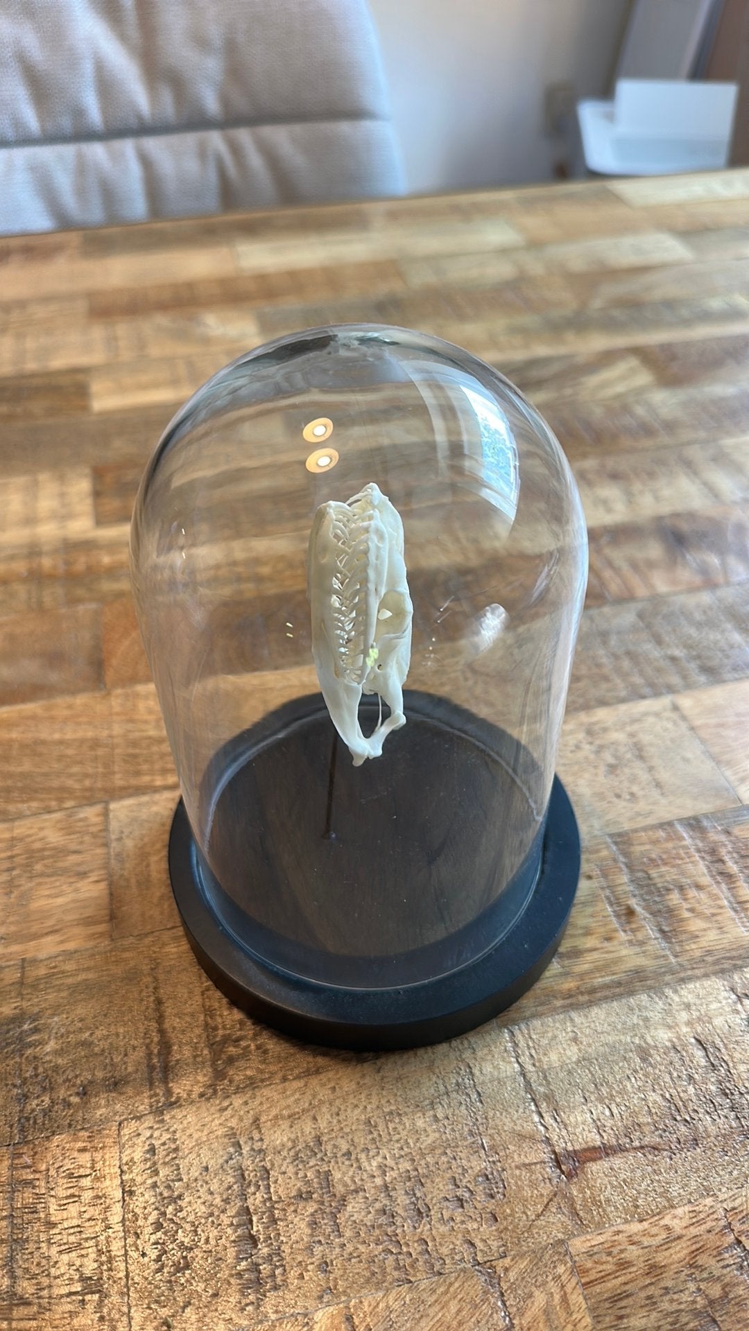 Taxidermie tijgerpython, 0 tot 2 jaar