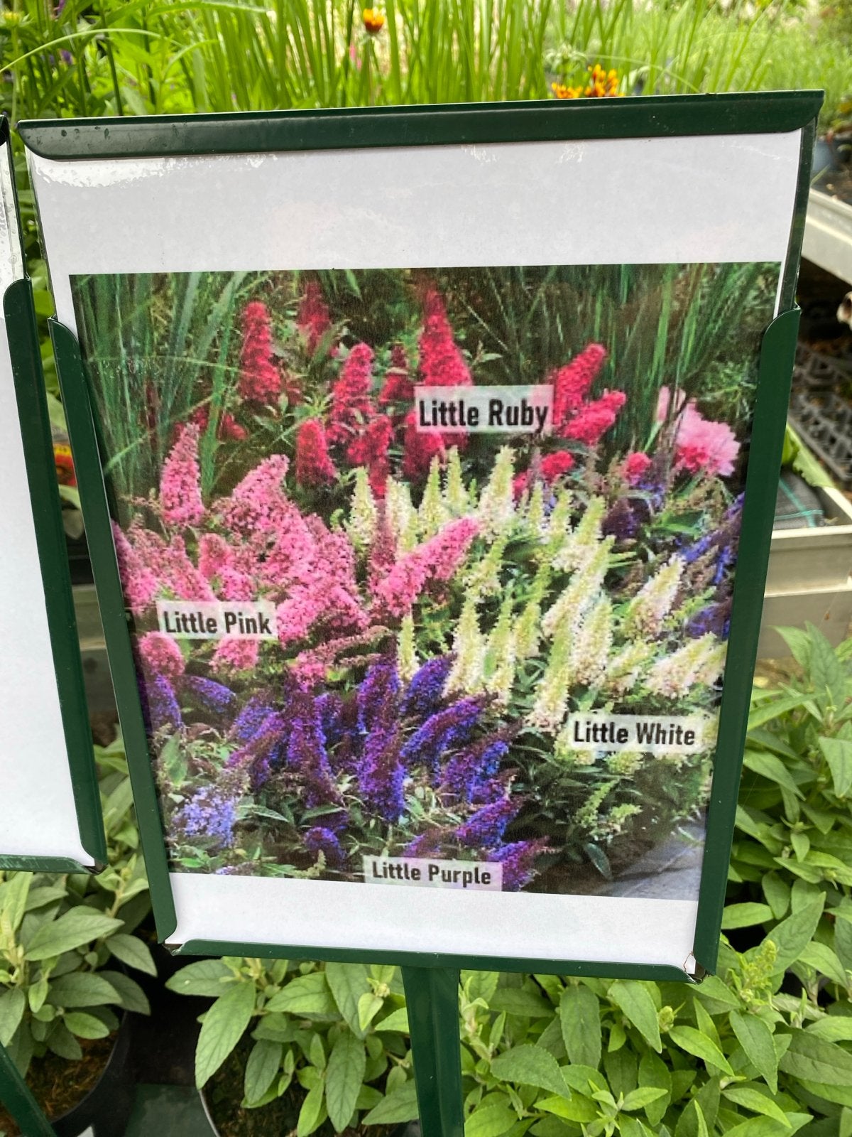 Buddleja Butterfly Candy - Compacte Vlinderstruik, Volle zon, Vaste plant, Zomer, Ophalen